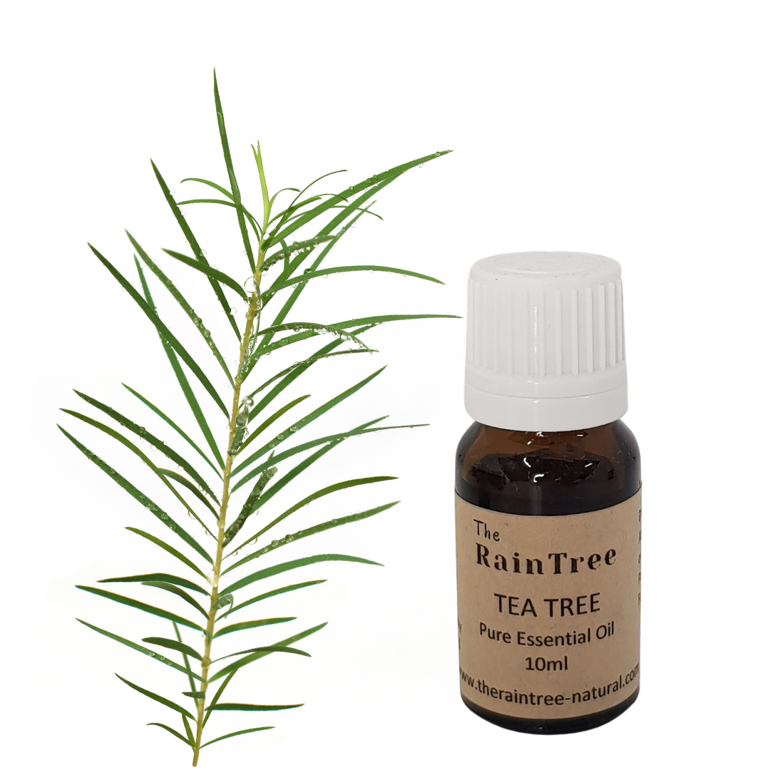 Tea Tree Essential Oil The RainTree